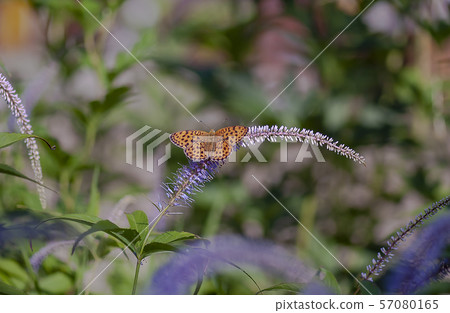 Cowboy Cowboy 57080165