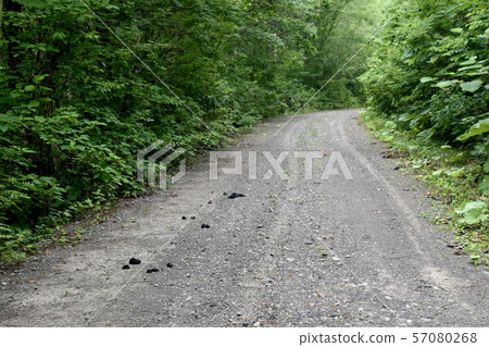 Bear feces Bear feces 57080268