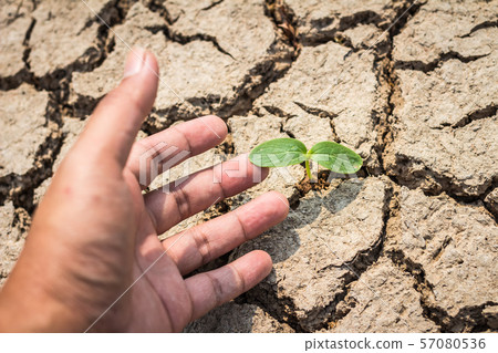Seed and Dry soil in arid areas 57080536