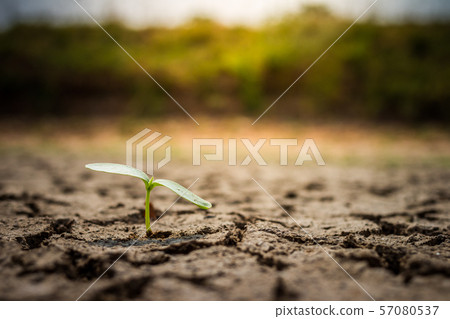 Green plant growing out of cracks in the earth Green plant growing out of cracks in the earth 57080537