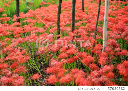 Sasano Saga 21(岐阜縣本州市:Yasuragi no Sato) Sasano Saga 21(岐阜縣本州市:Yasuragi no Sato) 57080582