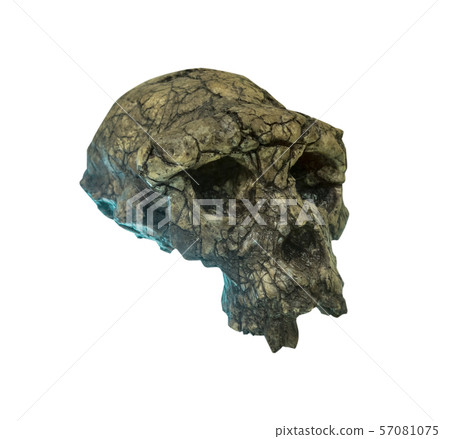 Skull of the person on a white background. 57081075