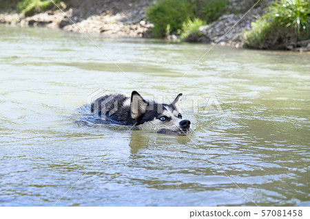 siberian husky swimming 57081458