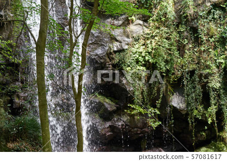 Forest bathing 57081617