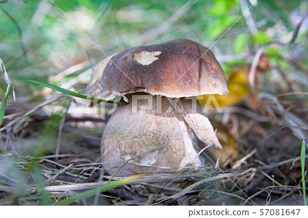 mushrooms in woods 57081647