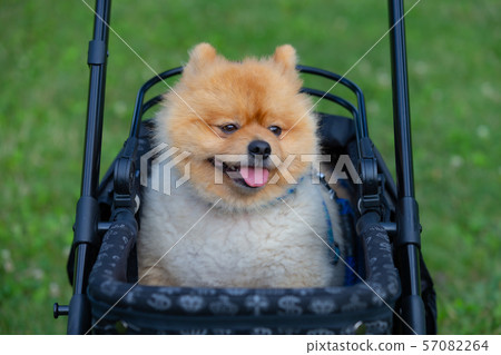 Pet photo dog dog Pet photo dog dog 57082264