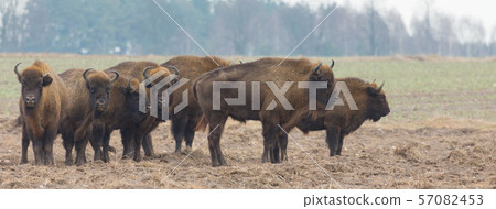 European Bison herd in snowless winter 57082453