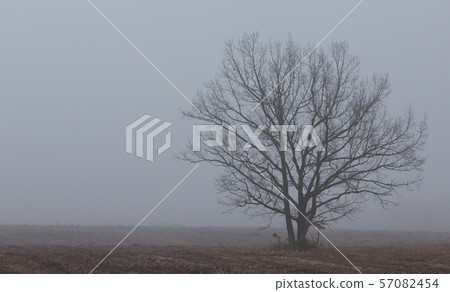 Lonely tree in misty morning 57082454
