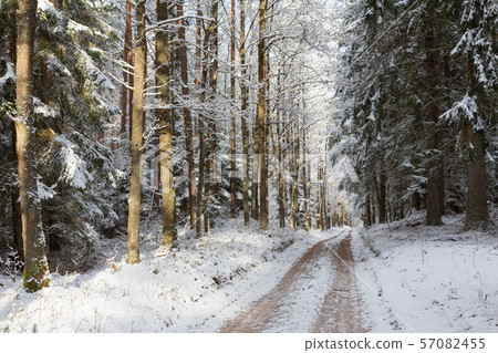 Road crossing wintertime forest Road crossing wintertime forest 57082455