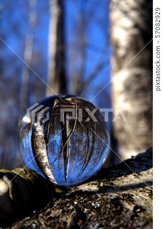 Transparent glass crystal ball in spring birch forest 57082929