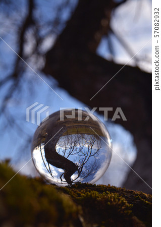 Transparent crystal ball on old apple tree branch 57082932