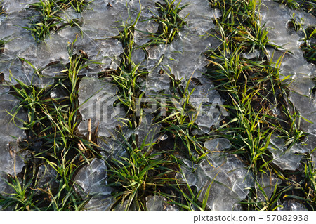 Winter crops wheat sprouts in spring time ice Winter crops wheat sprouts in spring time ice 57082938