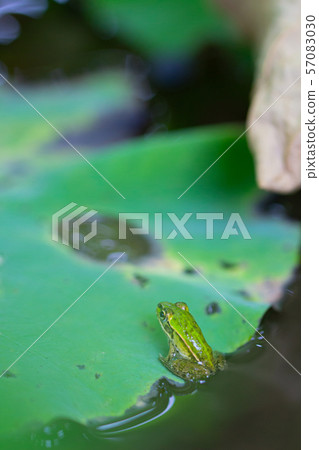 Frog on lotus Frog on lotus 57083030