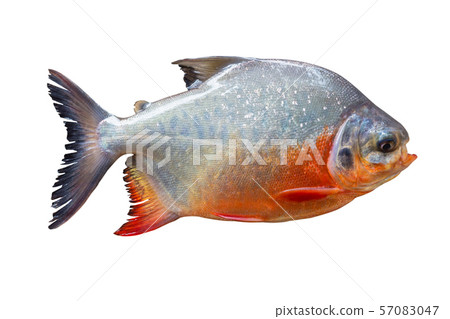 Pompano isolate on white background Pompano isolate on white background 57083047