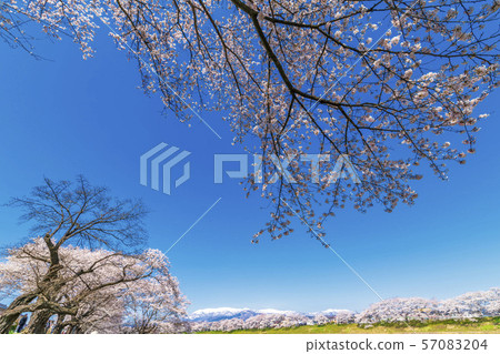 Blue sky and Ichimokusen Sakura Miyagi Ogawara 57083204