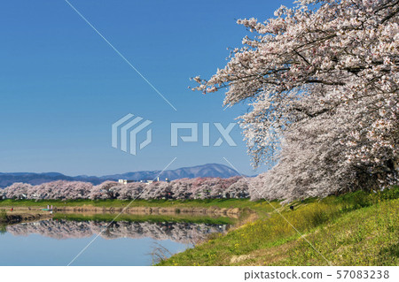 Blue sky and Ichimokusen Sakura Miyagi Ogawara Blue sky and Ichimokusen Sakura Miyagi Ogawara 57083238