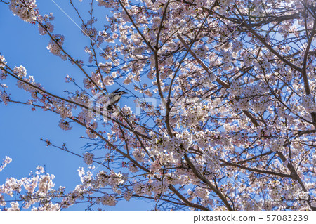 藍天和Ichimokusen Sakura Miyagi Ogawara 藍天和Ichimokusen Sakura Miyagi Ogawara 57083239