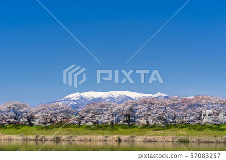 Blue sky and Ichimokusen Sakura Miyagi Ogawara 57083257