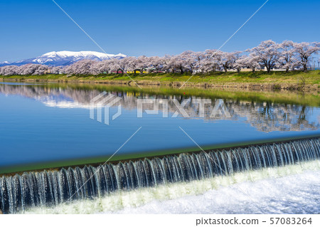 Blue sky and Ichimokusen Sakura Miyagi Ogawara 57083264