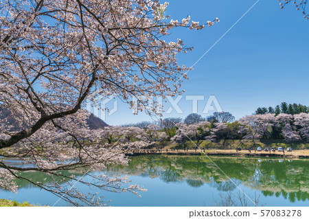 Blue sky and Ichimokusen Sakura Miyagi Ogawara 57083278