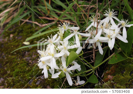 圓錐鐵線蓮 57083408