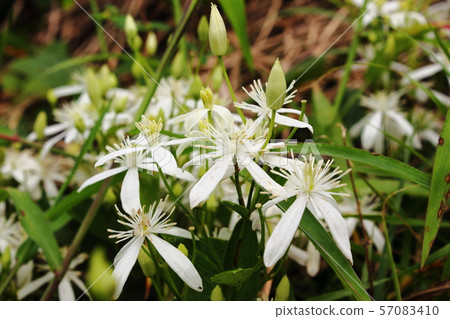 圓錐鐵線蓮 57083410