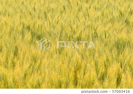 Wheat 57083416