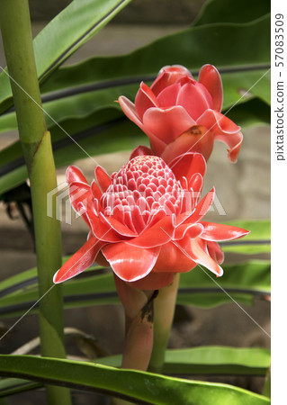 ginger flower ginger flower 57083509