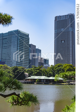 [Hama-rikyu Park] Somei Yoshino] 57083612