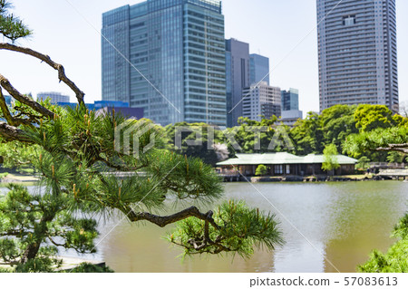 Hama Rikyu Park Somei Yoshino Stock Photo