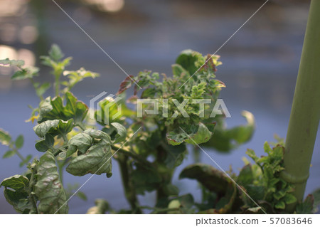 Virus-affected tomato 57083646