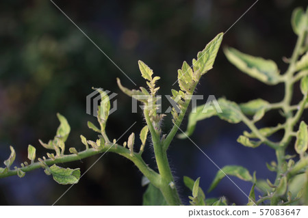 受病毒影響的番茄 57083647