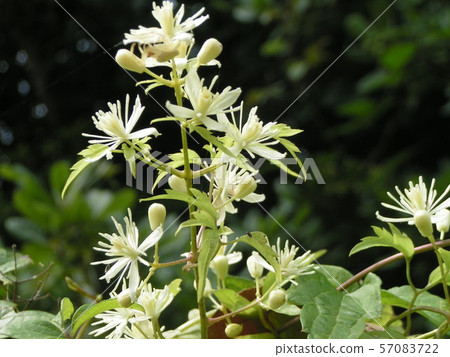 Green leaves and white flowers on the fence 57083722
