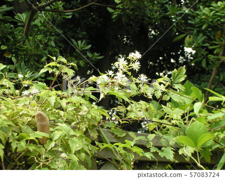 Green leaves and white flowers on the fence 57083724