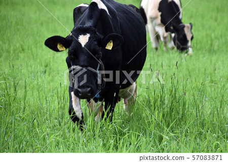 Cow Cow 57083871