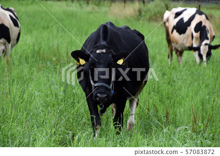 Cow Cow 57083872