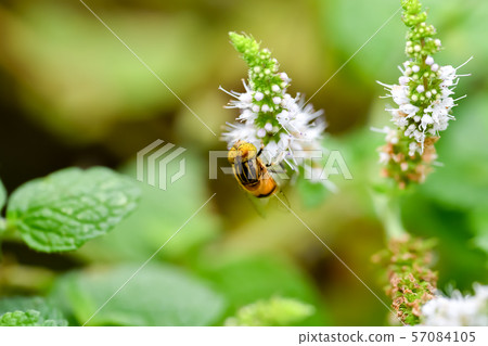 Kigoshishana 57084105