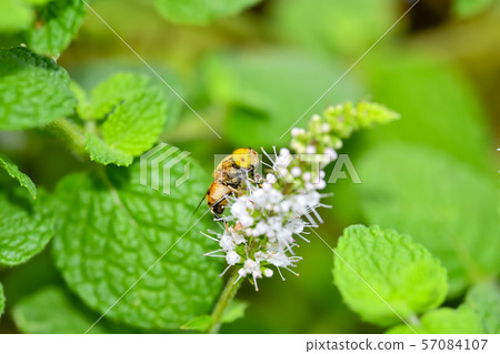 Kigoshishana 57084107