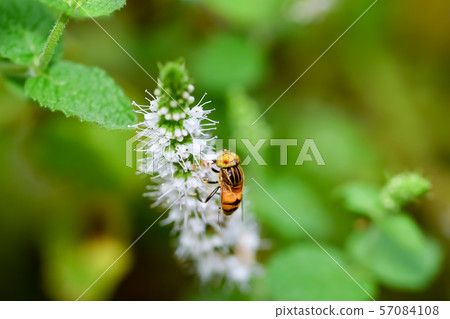 Kigoshishana 57084108