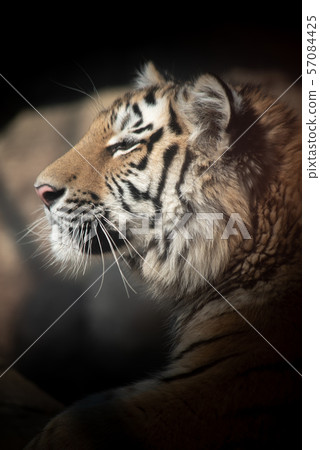 tiger lies in the shade. tiger lies in the shade. 57084425
