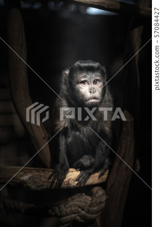 monkey monkey 57084427