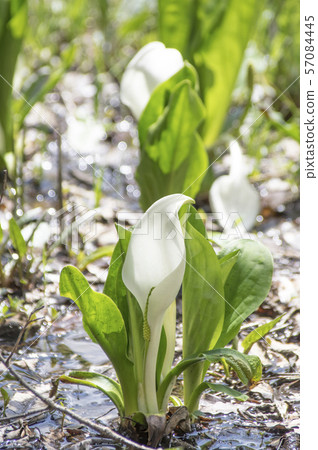 Minamata of Mairi Nitta, Konan-cho, Koriyama-shi Minamata of Mairi Nitta, Konan-cho, Koriyama-shi 57084445