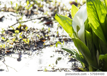 Minamata of Mairi Nitta, Konan-cho, Koriyama-shi Minamata of Mairi Nitta, Konan-cho, Koriyama-shi 57084480