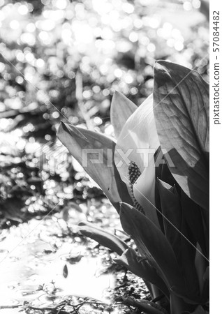 Minamata of Mairi Nitta, Konan-cho, Koriyama-shi Minamata of Mairi Nitta, Konan-cho, Koriyama-shi 57084482