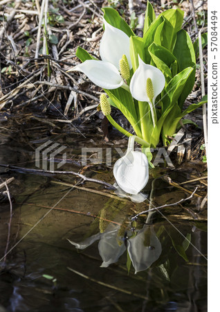 Minamata of Mairi Nitta, Konan-cho, Koriyama-shi 57084494