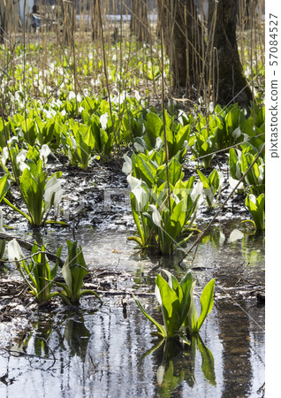 Minamata of Mairi Nitta, Konan-cho, Koriyama-shi Minamata of Mairi Nitta, Konan-cho, Koriyama-shi 57084527