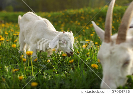 Little goat kid grazing on meadow full of 57084726