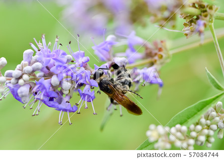 Himehara na gussetti 57084744