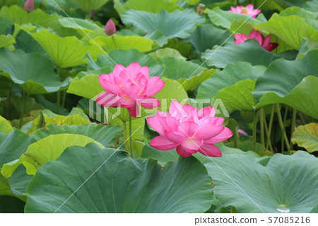 Hana field Morikawa flower Hana field Morikawa flower 57085216