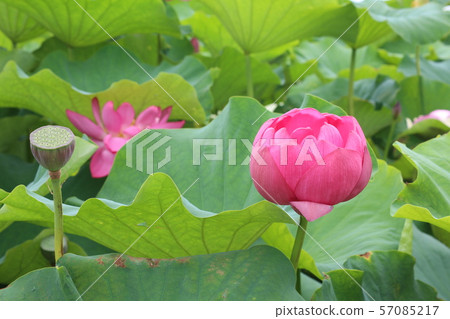 Hana field Morikawa flower Hana field Morikawa flower 57085217